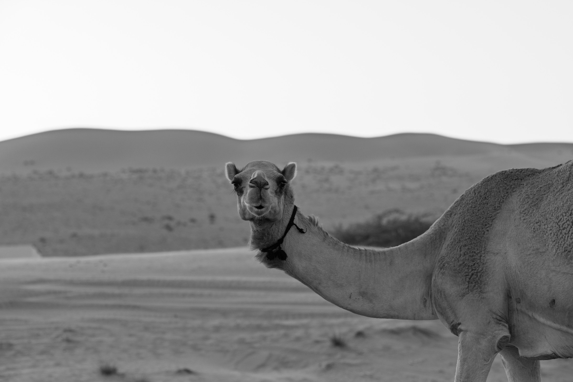 Camel